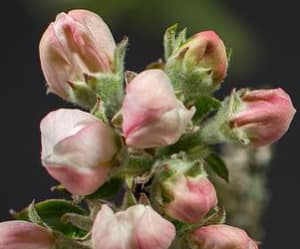 Pink apple-blossom buds beginning to open
